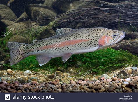 Rainbow Trout (Oncorhynchus mykiss).